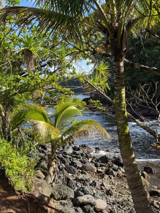 Explore the vibrant and dense vegetation of a tropical rainforest, showcasing its diverse plant life.