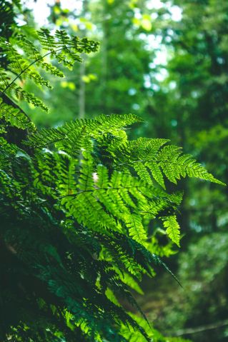 Close-up of vibrant green ferns in a lush forest, highlighting natural beauty and tranquility.