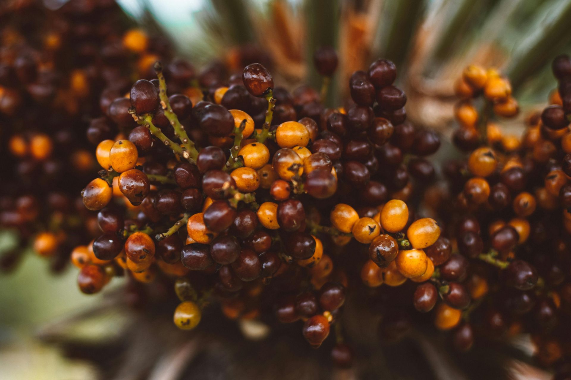 An artistic close-up of ripe and colorful date palm berries showcasing natural beauty.