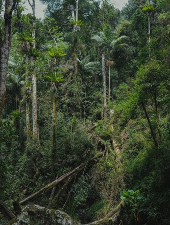 Explore the vibrant and dense vegetation of a tropical rainforest, showcasing its diverse plant life.