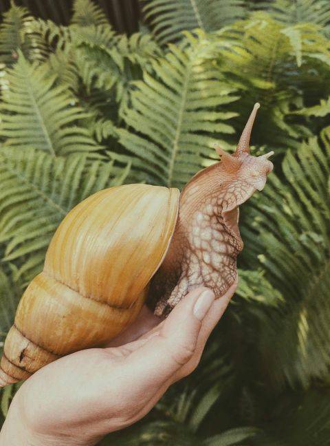 Close-up of a snail on a person's hand, surrounded by lush green ferns.