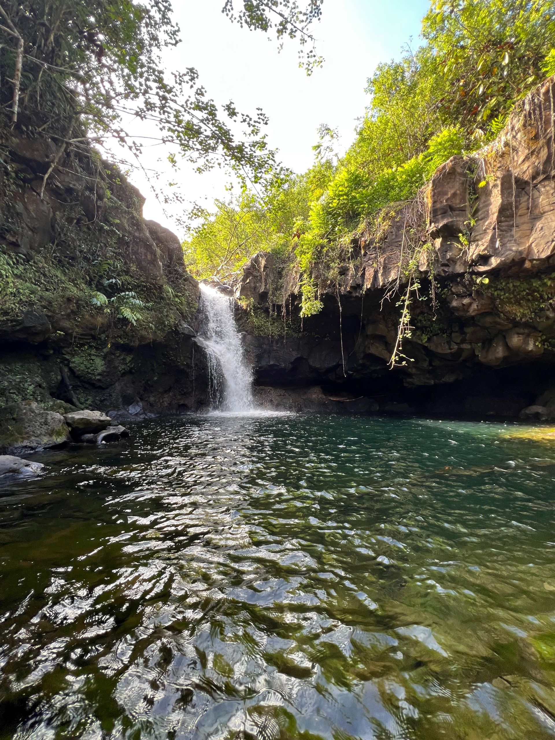 Close-up of vibrant green tropical leaves with striking veining, creating a lush natural pattern.